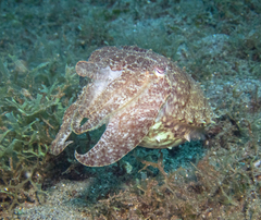 Sepia latimanus