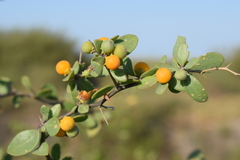 Lycium boerhaviifolium