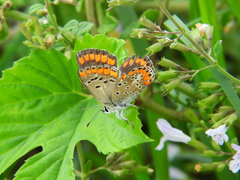 Aricia agestis