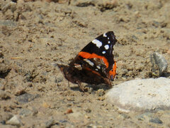 Vanessa atalanta