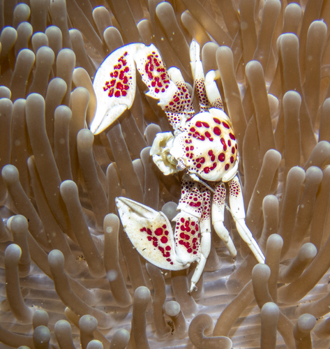 Photo of Porcelain anemone crab (Neopetrolisthes maculatus)