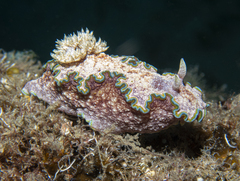 Glossodoris acosti