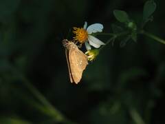 Borbo cinnara