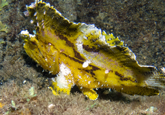 Taenianotus triacanthus