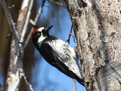 Melanerpes formicivorus
