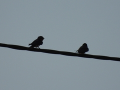 Tachycineta leucopyga