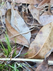 Achurum carinatum