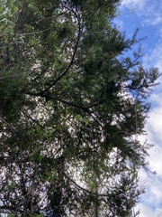 Podocarpus totara