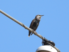 Sturnus vulgaris