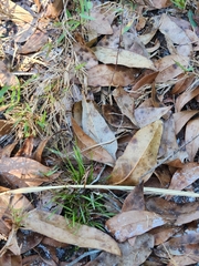 Achurum carinatum