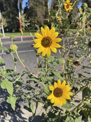 Helianthus annuus