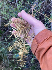 Podocarpus totara