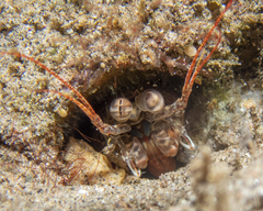 Haptosquilla nefanda