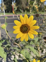 Helianthus annuus