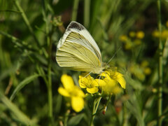 Pieris rapae