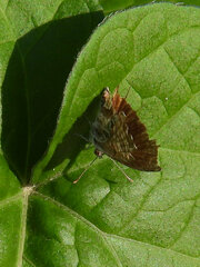 Cacyreus marshalli