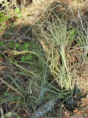 Tillandsia simulata
