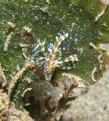 Dendrochirus brachypterus