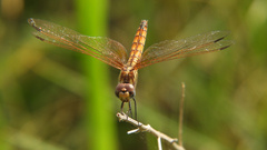 Trithemis annulata