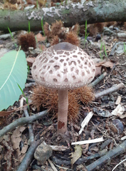 Macrolepiota procera