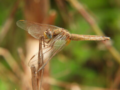 Crocothemis erythraea