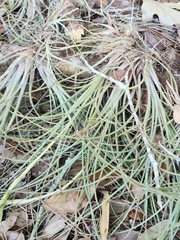 Tillandsia simulata