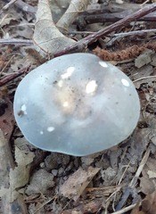 Russula parazurea