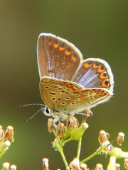 Polyommatus icarus