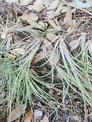 Tillandsia simulata