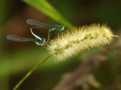 Ischnura elegans