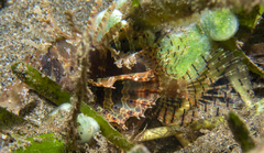 Dendrochirus brachypterus