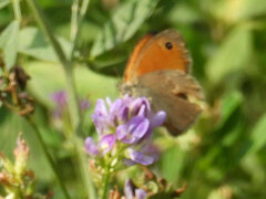 Coenonympha pamphilus