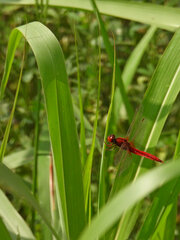 Crocothemis erythraea