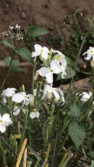 Matthiola incana