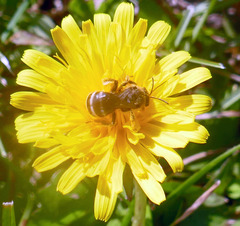 Leuchalictus