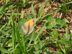 Coenonympha pamphilus