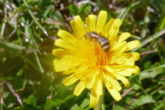 Leuchalictus