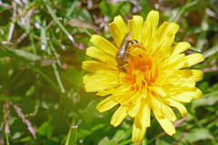 Leuchalictus