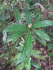 Miconia xalapensis