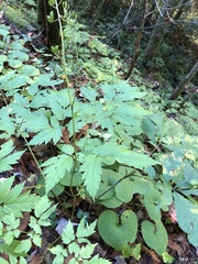 Actaea racemosa