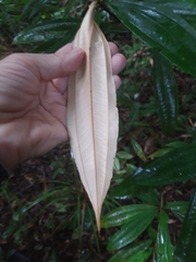 Miconia xalapensis