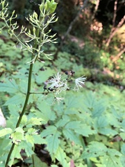 Actaea racemosa