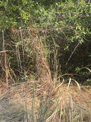 Pseudoroegneria spicata