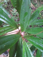 Miconia xalapensis