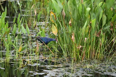 Porphyrio poliocephalus
