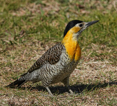 Colaptes campestris campestroides