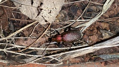 Carabus smaragdinus