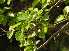 Morus alba