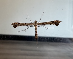 Platyptilia carduidactylus