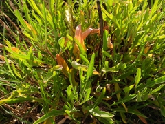 Baccharis trimera